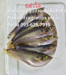 NakeintraGroups.com ศูนย์รับฝากขาย อสังหาริมทรัพย์ ทุกประเภท 29 1000068263