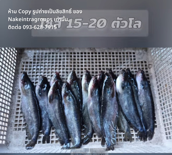 ปลาชะโอนสดจากฟาร์ม เลี้ยงระบบไบโอฟล็อค ปลาน้ำจืดทุกชนิดในภาคใต้ ปลาเนื้ออ่อน ปลาชะโอนพัทลุง 2 Screenshot 2026 05 22 143522